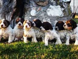 Lagoto Romanjolo &scaron;tenci