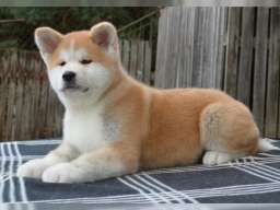 Akita inu &scaron;tene