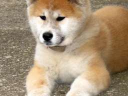Akita inu &scaron;tene