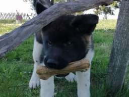 Američka akita &scaron;tenci