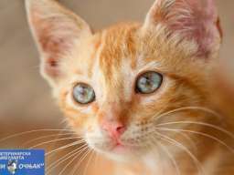 Veterinarska ambulanta Vojvode stepe