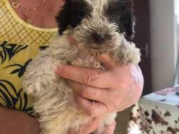 Lagoto romanjolo &scaron;tenci na prodaju