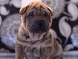 &Scaron;ar pej &scaron;tenci