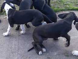 &Scaron;tenci Nemačke doge 