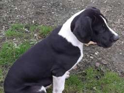 &Scaron;tenci Nemačke doge 