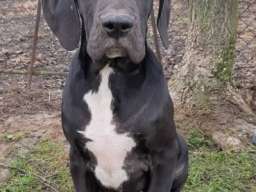 &Scaron;tenci Nemačke doge 