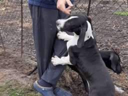 &Scaron;tenci Nemačke doge 