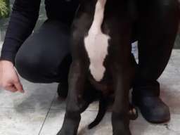 &Scaron;tenci Nemačke doge 