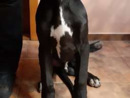 &Scaron;tenci Nemačke doge 