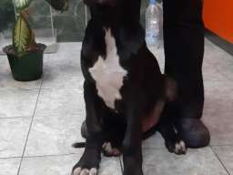 &Scaron;tenci Nemačke doge 