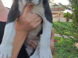 &Scaron;tenci Nemačke doge 