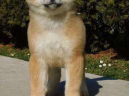 Japanska akita &scaron;tenci