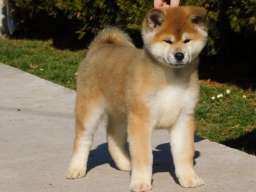 Japanska akita &scaron;tenci