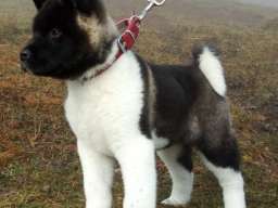 Americka akita