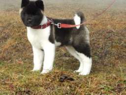 Americka akita