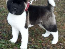 Americka akita