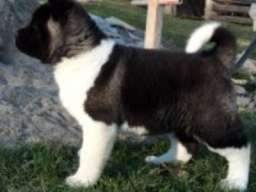 Americka akita