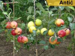 Rezervacija i prodaja voćnih sadnica jesen 2021