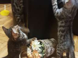 Bengalski mačići