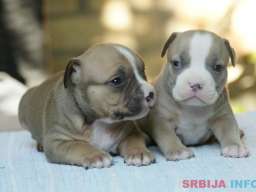 American bully (Američki buli)
