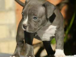 American bully (Američki buli)