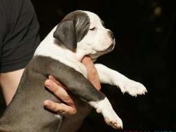 American bully (Američki buli)