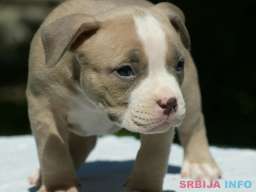 American bully (Američki buli)