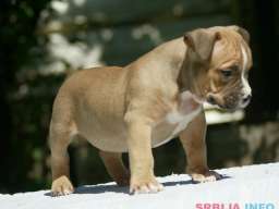 American bully (Američki buli)