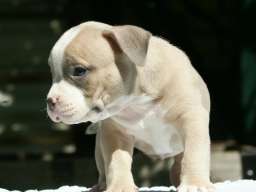American bully (Američki buli)