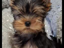 Biver terijer, biewer, jorksirski terijer, mini jorki 
