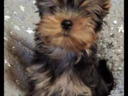 Biver terijer, biewer, jorksirski terijer, mini jorki 