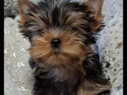 Biver terijer, biewer, jorksirski terijer, mini jorki 