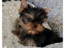 Biver terijer, biewer, jorksirski terijer, mini jorki 