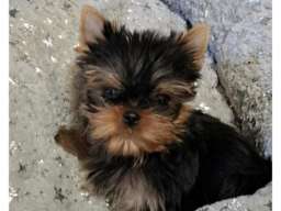 Biver terijer, biewer, jorksirski terijer, mini jorki 