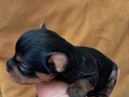 Biver terijer, biewer, jorksirski terijer, mini jorki 