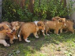 &Scaron;tenci &Scaron;kotskog Ovčara