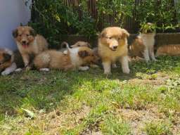 &Scaron;tenci &Scaron;kotskog Ovčara