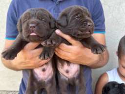 Labrador retriver, vrhunski čokoladni &scaron;tenci 