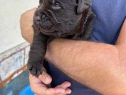 Labrador retriver, vrhunski čokoladni &scaron;tenci 