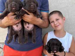 Labrador retriver, vrhunski čokoladni &scaron;tenci 
