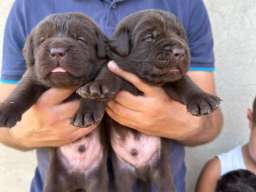 Labrador retriver, vrhunski čokoladni &scaron;tenci 