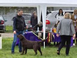 Labrador retriver, vrhunski čokoladni &scaron;tenci 
