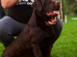 Labrador retriver, vrhunski čokoladni &scaron;tenci 