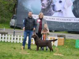 Labrador retriver, vrhunski čokoladni &scaron;tenci 