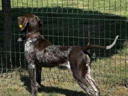 Nemački kratkodlaki ptičar mužjak - NKD