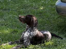 Nemački kratkodlaki ptičar mužjak - NKD