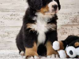 Bernski planinski pas stenci