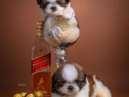 SHIH TZU štenci Kvalitetni 