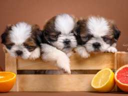 SHIH TZU štenci Kvalitetni 