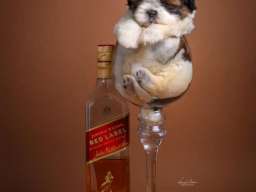 SHIH TZU štenci Kvalitetni 
